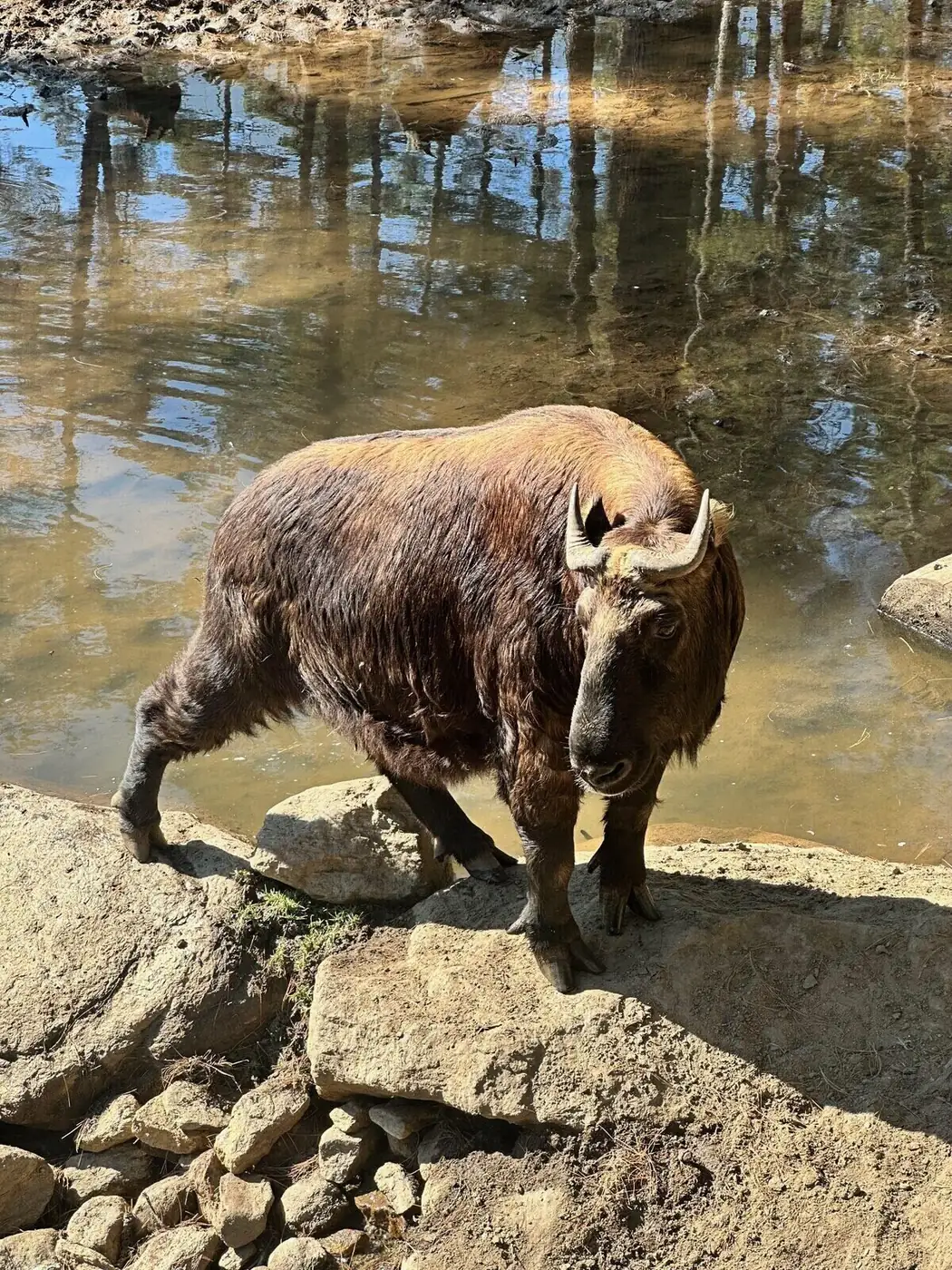 Takin, the national animal of Bhutan, standing at the edge of a forest stream