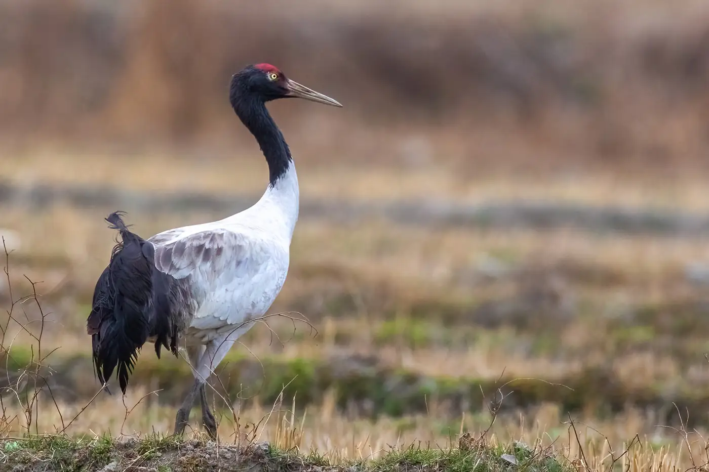 Bumdeling Wildlife Sanctuary in northeastern Bhutan