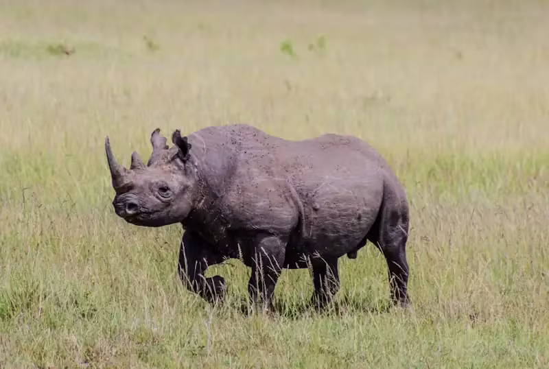 Laikipia rhino