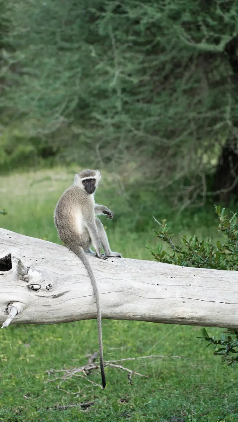 A chimpanzee from the habituated M-group at Mahale Mountains National Park