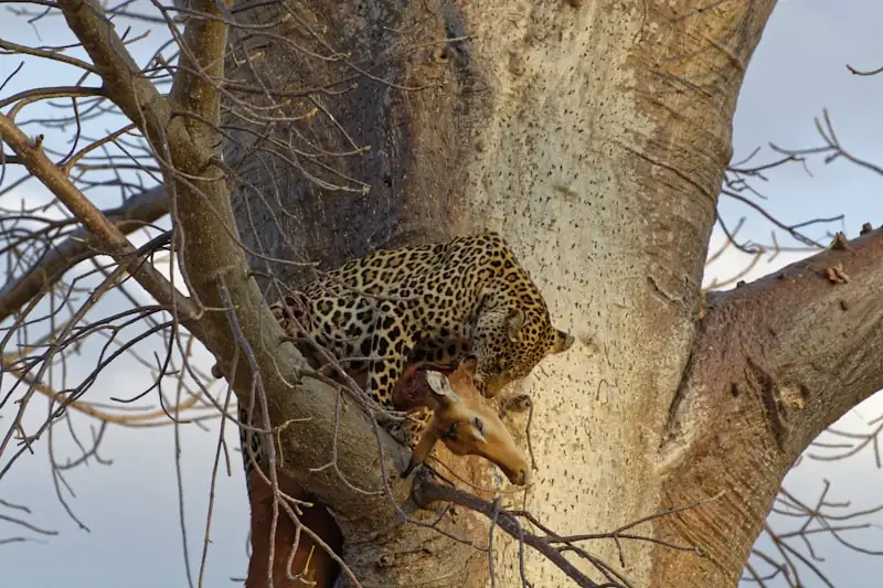 Leopard at dusk, Ruaha National Park