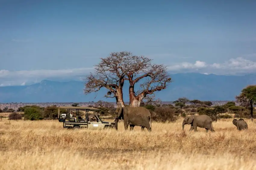 Tarangire elephant herds beneath baobabs