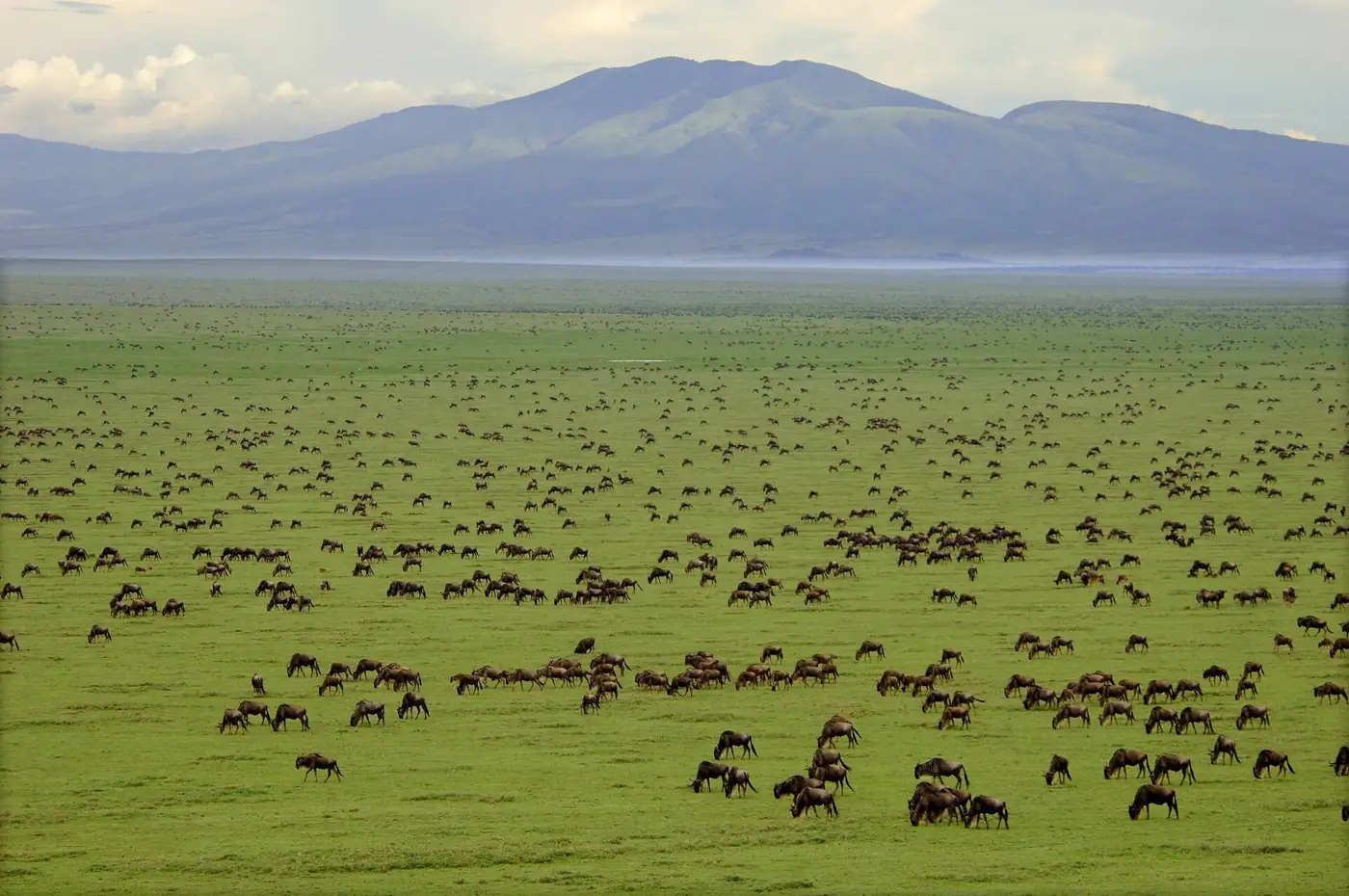 Wildebeest herd, Tanzania